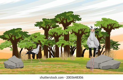 A flock of secretary birds Sagittarius serpentarius in the African savannah near the baobab grove. Wild birds of Africa. Realistic vector landscape