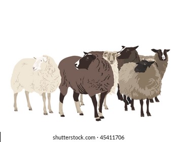 Flock Sheep Stock Illustrations – 4,229 Flock Sheep Stock Illustrations,  Vectors & Clipart - Dreamstime