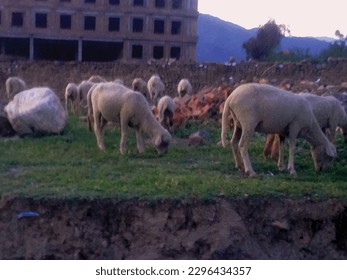 Flock of sheep and goat is an unique animal nature photo and decorative painting ,great for decoration ,book cover ,textile and fabric print , card ,poster ,travel and different website and print use 