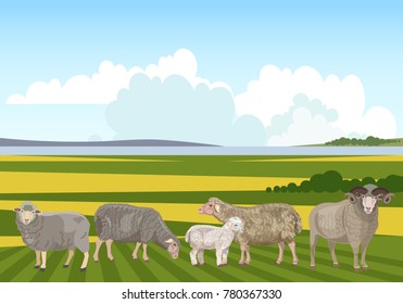 Flock of sheep grazing on mountain pasture. Vector illustration