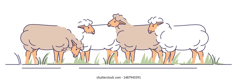 Flock of sheeps on pasture flat vector illustration. Livestock farming, animal husbandry cartoon concept with outline. Ewes grazing. Sheep wool and lamb meat production isolated design element