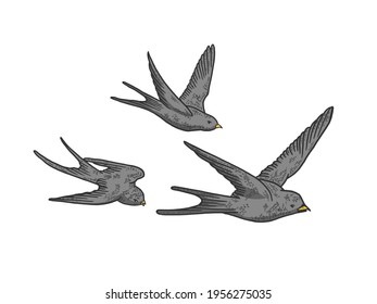 Flock of swallows color sketch engraving vector illustration. T-shirt apparel print design. Scratch board style imitation. Black and white hand drawn image.
