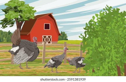 A flock of turkeys walks around the poultry yard near the field and barn. Domestic and farm poultry. Realistic vector landscape
