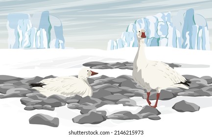 A flock of white arctic geese Anser caerulescens in a rocky snow-covered valley in front of a glacier. Birds of the North. Vector realistic landscape