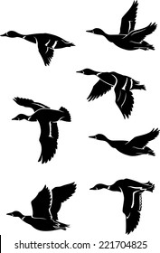 Flock of Wild Ducks