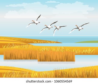 A flock of wild geese flying over the reeds. Beautiful landscape. Vector illustration