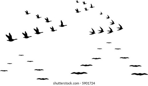 flocks of birds