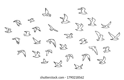 Flocks of flying birds isolated on white background. Vector sketch hand drawn illustration