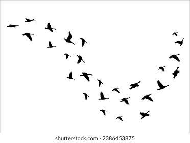 flok of bird design vector