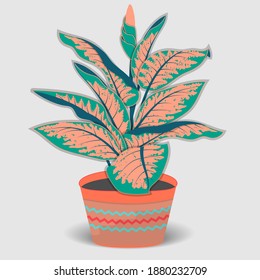 Floor Dieffenbachia flower in a flowerpot.Vector illustration in flat style, 10Eps.