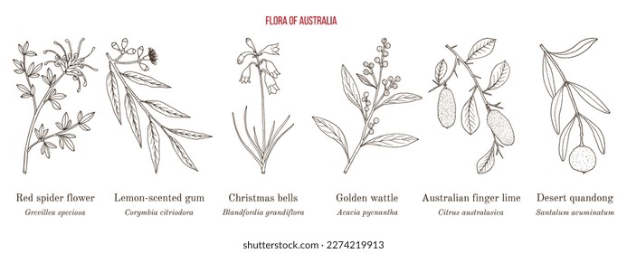 Flora of Australia, collection on native australian plants. Hand drawn botanical vector illustration