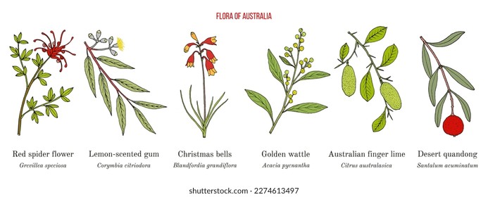 Flora of Australia, collection on native australian plants. Hand drawn botanical vector illustration