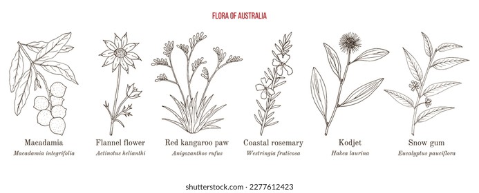 Flora of Australia, collection on native australian plants. Hand drawn botanical vector illustration svg