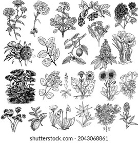 flora bundle set sketch vector art 