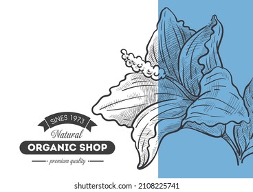 Flora decoration on advertisement or marketing flyer or brochure of organic shop with quality products. Poster with monochrome lily sketch outline and label or emblem, florist market. Vector in flat 