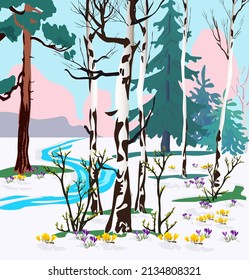 flora ecology spring forest clean air birch shrubs with buds stream melting snow thawed patches crocuses yellow and purple pine spruce landscape