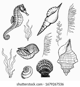 Flora and fauna of the seabed set. Underwater world of the ocean, hand drawn doodle outline. Seaweed, seahorse, shells for logo, icon, tattoo. Stock vector illustration isolated on white background.