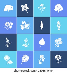 Flora icon set and aloe vera with chamomile, poplar tree and courgette. Chamomile related flora icon vector for web UI logo design.