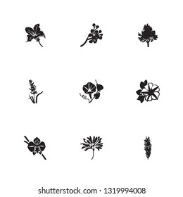 Flora icon set and courgette with petunia, daisy and lavender. Poppy related flora icon vector for web UI logo design.