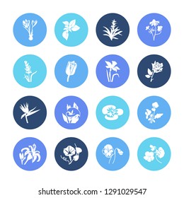 Flora icon set and guzmania flower with arum lily, tiger lily and morning glory. Decorative related flora icon vector for web UI logo design.