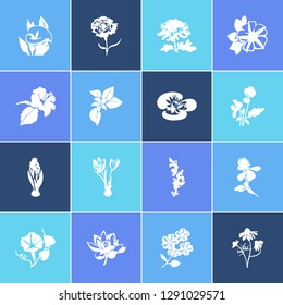 Flora icon set and plumbago with crocus, lotus and chamomile. Lilac related flora icon vector for web UI logo design.