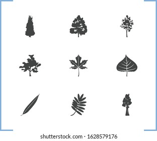 Flora icon set and poplar leaf with sequoia, willow and nature. Ash leaves related flora icon vector for web UI logo design.