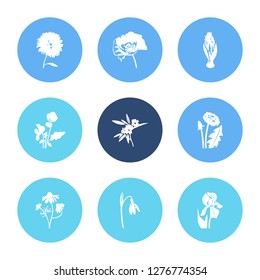 Flora icon set and viola with poppy flower, snowdrop and chamomile. Arum lily related flora icon vector for web UI logo design.