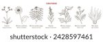 Flora of Mexico, native mexican plants collection. Hand drawn botanical vector illustration