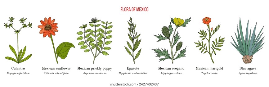 Flora of Mexico, native mexican plants collection. Hand drawn botanical vector illustration