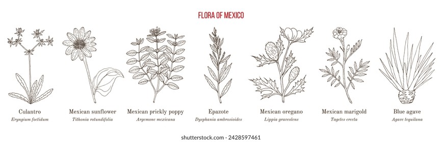 Flora of Mexico, native mexican plants collection. Hand drawn botanical vector illustration