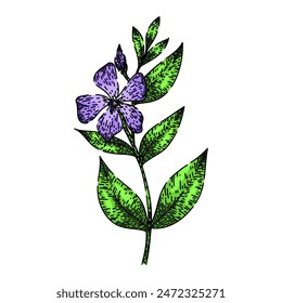 flora periwinkle hand drawn. bowles pink, green common, purple perennial flora periwinkle vector sketch. isolated color illustration