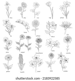 Flora set, hand-drawn flowers black on white, vector illustration.