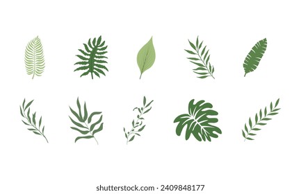 Flora Tropical Leaf Illustration Collection