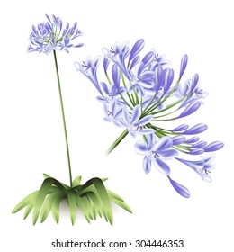 Floral background. Agapanthus flowers for design purposes. Fully editable vector  svg