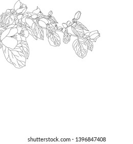 Floral background. A branch with leaves and flowers on a white background.