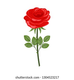 Floral background. A branch of roses with leaves on a white background.