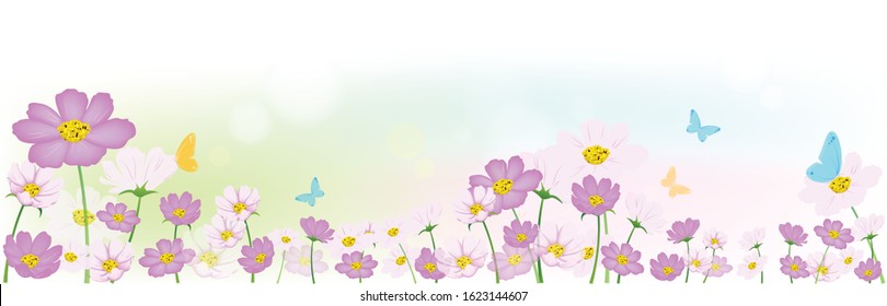 Floral background, Butterfly flying in the morning light with fresh Pink and white cosmos or sulfur cosmos flowers field in spring season, Nature header or web banner, vector illustration.
