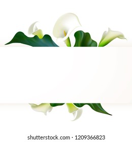 Floral background. Callas. Flowers. Petals. Border. Green leaves. Flower pattern. White.