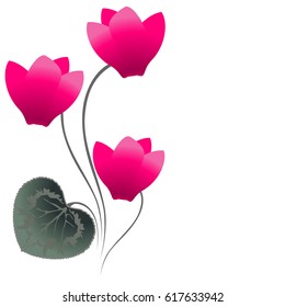 Floral background with cyclamen, element for design.