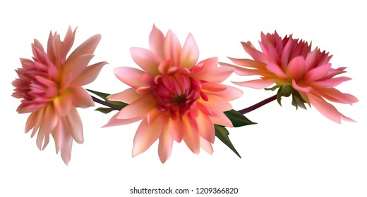 Floral background. Dahlia. Flowers Isolated. Pink. Petals. Leaves.