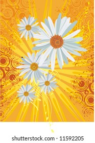 Floral background with daisies, light rays and grunge details, vector illustration series.