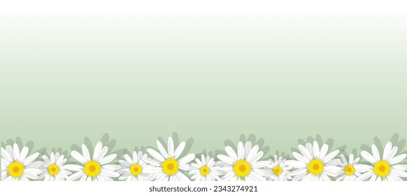 Floral background with daisies on a delicate green background in honor of mother's day, women's day March 8, valentine's day, wedding