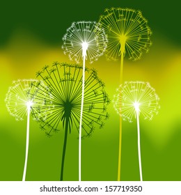 floral background, dandelion