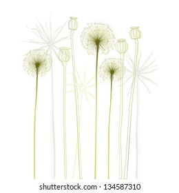 Floral background, dandelion. The meadow in summertime.