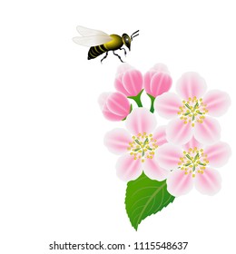Floral background with flowers of apple and bee.