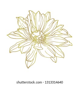 Floral background in gold color.Hand drawn vector botanical illustration. Template greeting card, wedding invitation banner with spring flower. Sketch linear daisy blossom.Engraved style illustration.