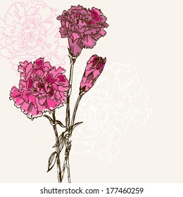 Floral background, greeting card. Carnation flowers. 