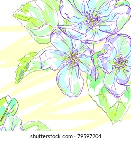 Floral background, greeting card. Flowers of an apple-tree isolated on a white background