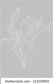 Floral background, greeting card. Lily flowers with bud and leaves.