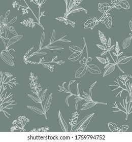 Floral background with hand drawn aromatic garden herbs, seamless pattern. Vintage botanical vector illustration